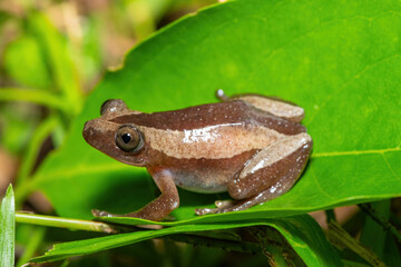 Obraz premium A beautiful greater leaf-folding frog (Afrixalus fornasini), also known as Fornasini's spiny reed frog, or banana frog, in dense coastal vegetation