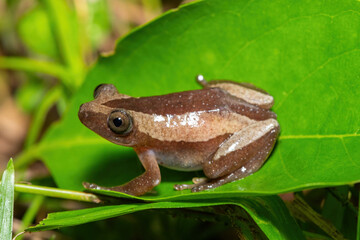 Obraz premium A beautiful greater leaf-folding frog (Afrixalus fornasini), also known as Fornasini's spiny reed frog, or banana frog, in dense coastal vegetation