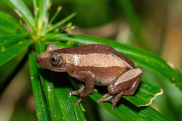 Obraz premium A beautiful greater leaf-folding frog (Afrixalus fornasini), also known as Fornasini's spiny reed frog, or banana frog, in dense coastal vegetation