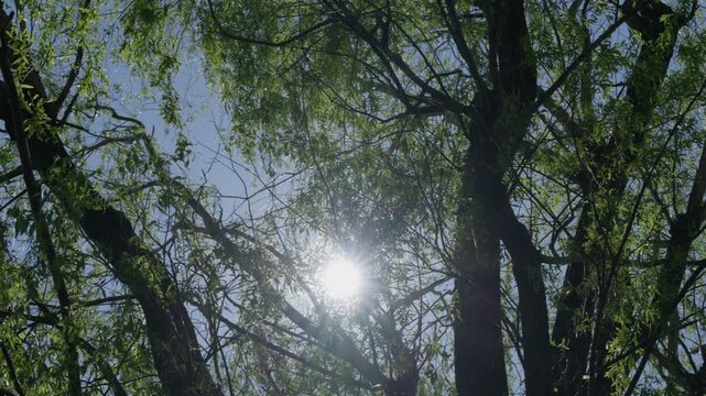 柳の枝葉から差し込む太陽光