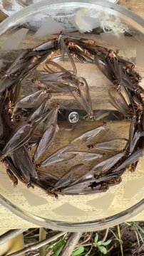 A swarm of winged termites trapped inside a circular plastic container attracted to a light source