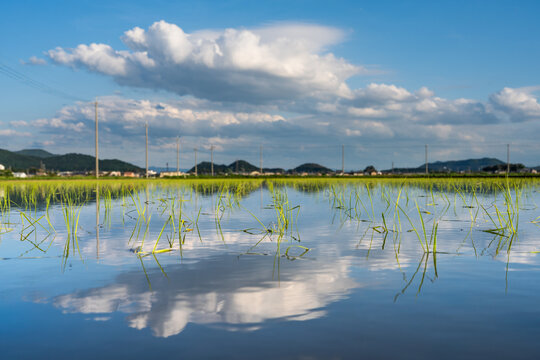Reflection of clouds in rice fields in rural Omi, Shiga, Japan