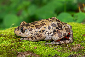 Fototapeta premium A cute red-legged kassina (Hylambates maculatus), also known as a red-legged wot-wot, a red-legged running frog, or vlei frog, on a mossy background