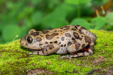 Fototapeta premium A cute red-legged kassina (Hylambates maculatus), also known as a red-legged wot-wot, a red-legged running frog, or vlei frog, on a mossy background