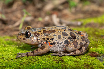 Obraz premium A cute red-legged kassina (Hylambates maculatus), also known as a red-legged wot-wot, a red-legged running frog, or vlei frog, on a mossy background