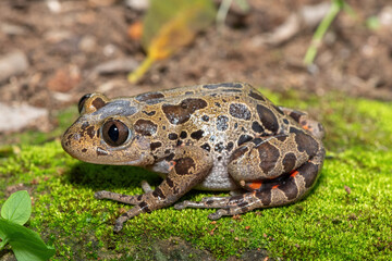Obraz premium A cute red-legged kassina (Hylambates maculatus), also known as a red-legged wot-wot, a red-legged running frog, or vlei frog, on a mossy background
