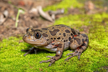 Obraz premium A cute red-legged kassina (Hylambates maculatus), also known as a red-legged wot-wot, a red-legged running frog, or vlei frog, on a mossy background