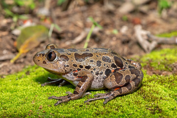 Fototapeta premium A cute red-legged kassina (Hylambates maculatus), also known as a red-legged wot-wot, a red-legged running frog, or vlei frog, on a mossy background