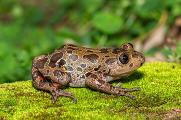 Obraz premium A cute red-legged kassina (Hylambates maculatus), also known as a red-legged wot-wot, a red-legged running frog, or vlei frog, on a mossy background
