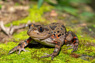 Fototapeta premium A cute red-legged kassina (Hylambates maculatus), also known as a red-legged wot-wot, a red-legged running frog, or vlei frog, on a mossy background