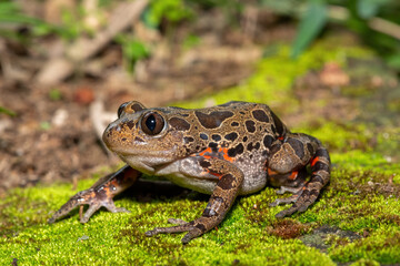 Obraz premium A cute red-legged kassina (Hylambates maculatus), also known as a red-legged wot-wot, a red-legged running frog, or vlei frog, on a mossy background