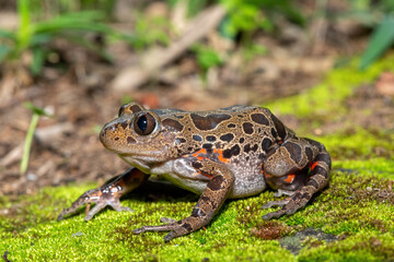 Obraz premium A cute red-legged kassina (Hylambates maculatus), also known as a red-legged wot-wot, a red-legged running frog, or vlei frog, on a mossy background