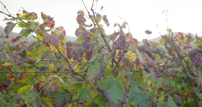 Camera is pushing in on grapevine canopy while leaves are shifting in light breeze, showing decay