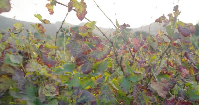 Mild breeze is stirring vine leaves as camera is pulling back, revealing trellis wires and hills