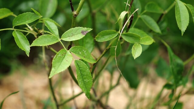 Close-up rose leaves affected by black spot signs of disease and environmental stress. Damaged rose hip. Garden problems. Plants care. Fungal disease of roses caused by the fungus Marssonina rosae.