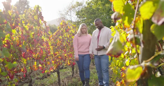 Diverse couple walking between grapevines, low sun causing pausing, holding hands, wearing sweater