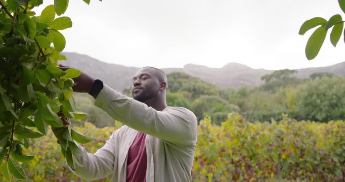 Man spotting leafy branch, reaching and turning leaves, inspecting vines in vineyard rows