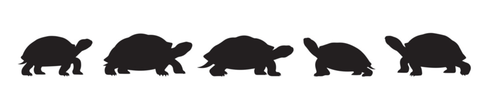 Black Silhouette Illustration of Several Turtles, Isolated in Various Poses. set of turtle tortoise silhouette collection, vector illustration.