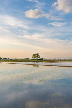 Sunset reflection in rice fields of Omi Japan