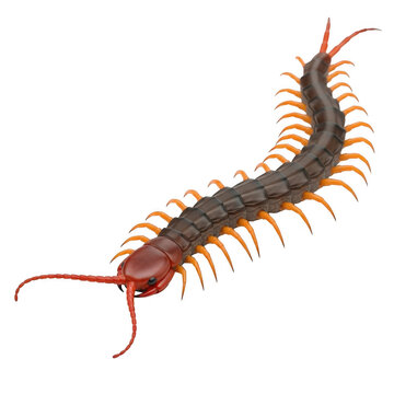 Giant centipede with orange legs and dark segmented body, venomous scolopendra arthropod, realistic insect illustration for biology and nature education isolated on Transparent Background