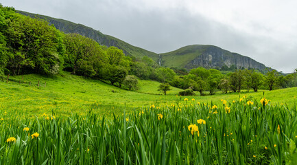 Obraz premium Yellow irises blooming in a green valley near Glencar Lough in northwest Ireland. Lush Irish countryside below the cliffs of the Devils Chimney Waterfall region.