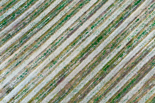 Aerial view of the diagonal vineyard rows in the Valdarno valley with green vines and sandy soil Florence, Tuscany, Italy.