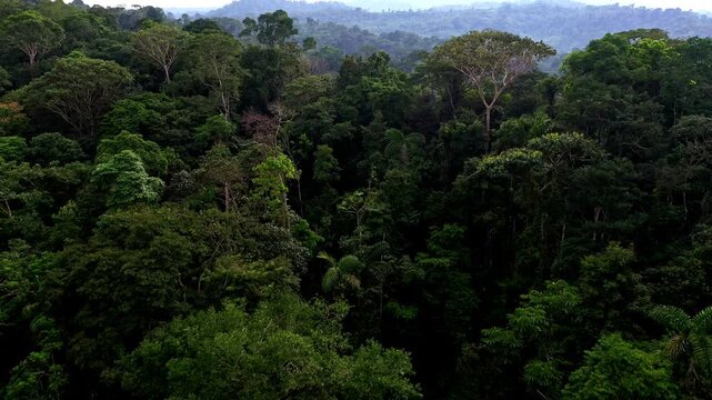 Stunning aerial view over a tropical forest, detailed close up of rainforest tree crowns; a nature background in South America