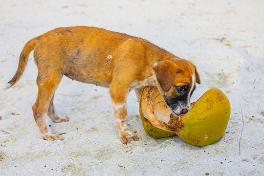 Small bog plays with coconut on the beach