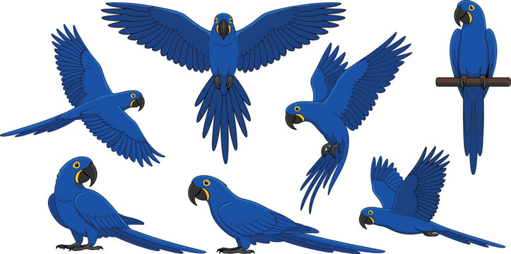  Hyacinth macaw cartoon character illustration set showing blue parrots flying and perching isolated on white background.