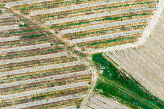 Aerial view of geometric patterns of agricultural fields and dirt paths in the Valdarno valley Florence, Tuscany, Italy.