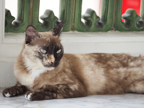 A female Tortoiseshell-Siamese mix, or Tortie Point, resting on the ground. Darker markings on its face, ears, legs, tail. Blue eyes are fixed on prey. Pupils appeared constricted and gaze was still.
