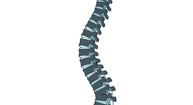 Illustration of a human spine showing vertebrae and nerves