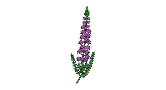 Purple Flower with Green Leaves Stem.