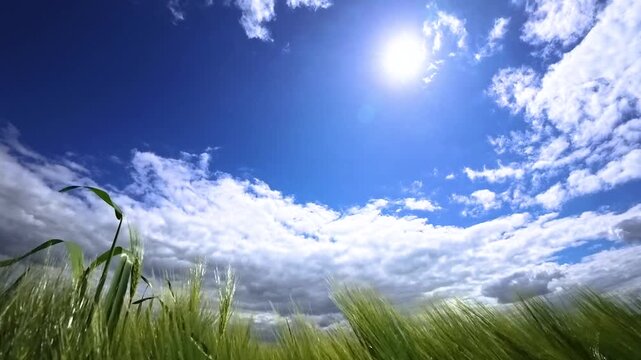 Blue sky with clouds, sun and green grain field in spring