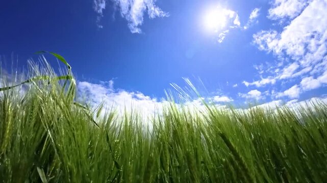 Blue sky with clouds, sun and green grain field in spring