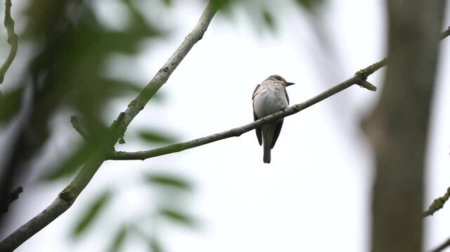 An adult spotted flycatcher (Muscicapa striata) sitting on a branch in a tree and inspecting its surroundings