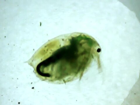 Giant Daphnia on a microscope glass