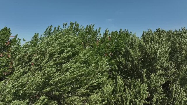 Lush green trees swaying in the wind under a clear blue sky