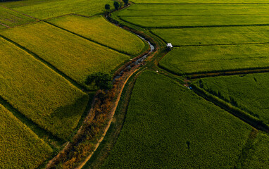 Obraz premium Curved irrigation channel dividing rice fields in rural landscape