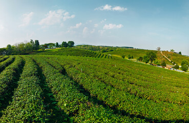 Obraz premium Aerial view Thailand Chiang Mai Tea rows stretching across sloped fields under clear sky