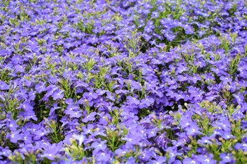 Obraz premium Full frame of vibrant blue lobelia erinus flowers blooming densely in a garden