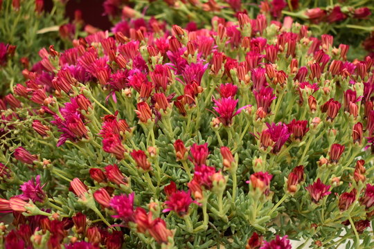 Lush trailing ice plant bush blooming with vibrant magenta pink lampranthus flowers and closed buds