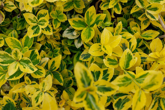 Yellow and green variegated Euonymus leaves background