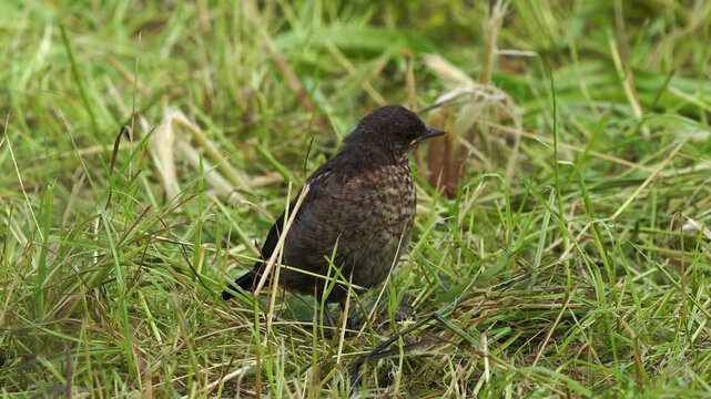 A juvenile common blackbird (Turdus merula) standing on a grassy field
