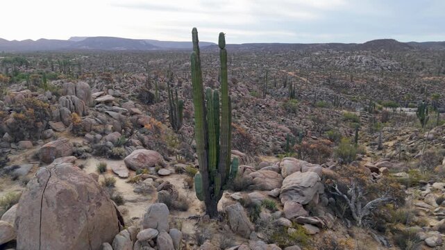 Aerial views capture sunrise in Catavina as light touches cirios, cardon, elephant trees, and blue palms in the desert.