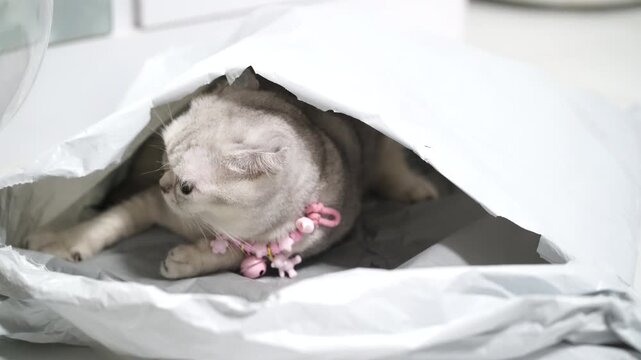 Gray Cat Playful Pet with Pink Collar, Cute Domestic Animal Hiding in Plastic Bag, Curious Whiskers, Furry Adorable Feline Sitting Indoors, Soft Gentle Mammal Relaxed at Home, Exploring Innocent Sweet