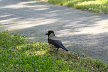 Naklejka premium Black bird stands on grass near paved path. Sunlight casts soft shadows across scene. Bird looks alert, head turned slightly. Natural outdoor setting with greenery and pavement