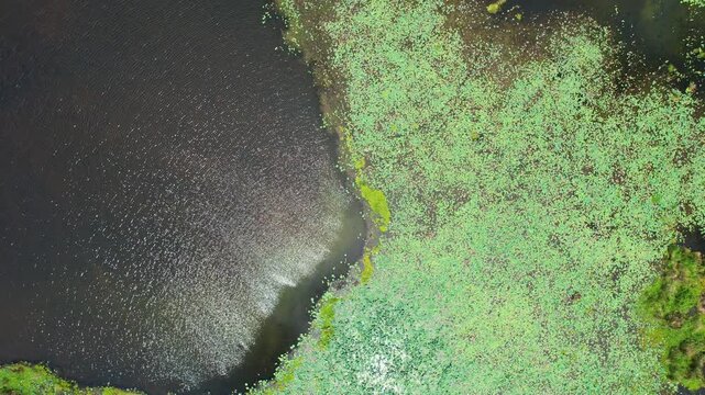 Aerial drone footage from above of Lebo Taliwang reservoir lake, in West Sumbawa, Indonesia, with half, wide green vegetations covering the surface, and sun reflected in the water