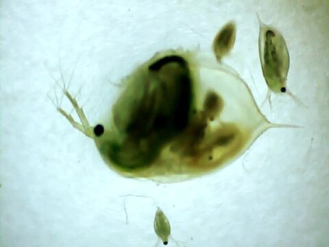 Giant Daphnia giving birth on a microscope glass
