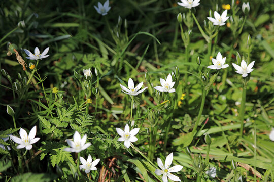 Sunlit patch of Common Star of Bethlehem plants, Lincolnshire England
